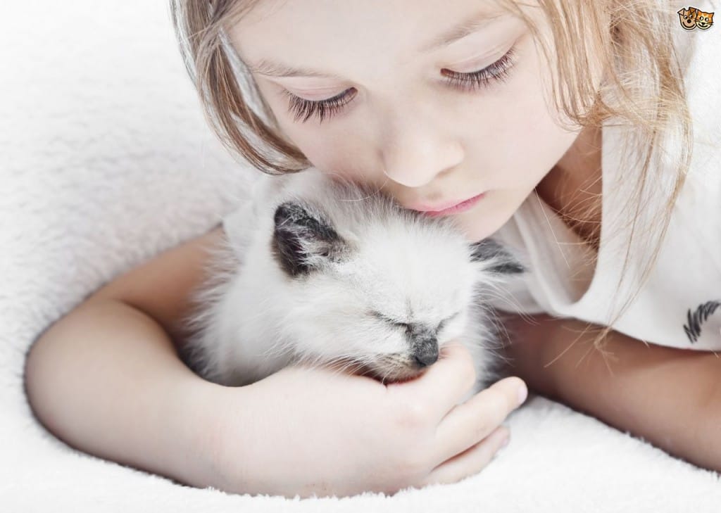 Vir: www.pets4homes.co.u