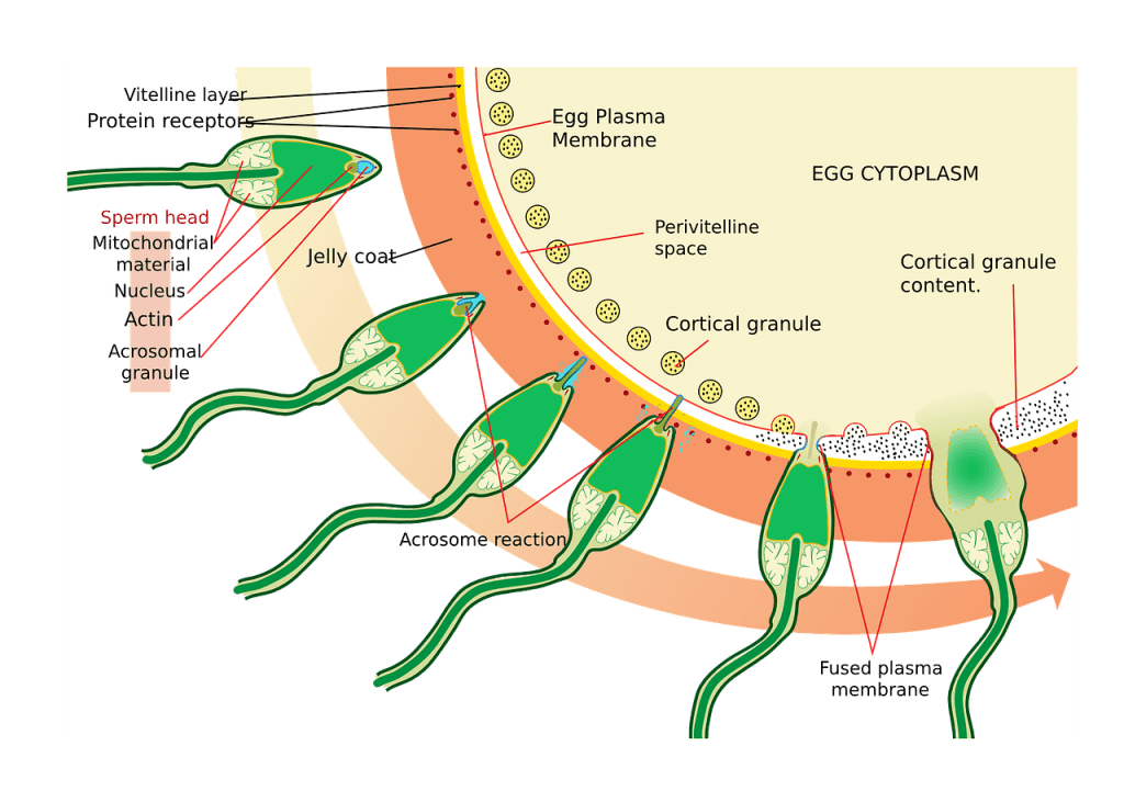 3. teden nosečnosti