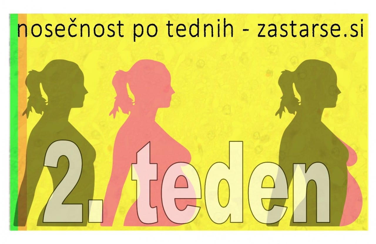 Nosečnost po tednih - 2. teden