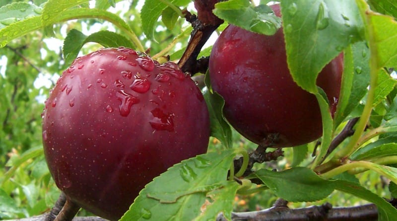 Sliva, slive, slivi, slive, pri slivi, s slivo