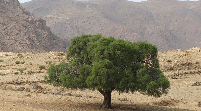 Arganovo olje je najboljši zaveznik zdravja kože, las in hohtov. Arganovo olje je zahvaljujoč svoji bogati sestavi hranil tudi eno najmočnejših olj za boj proti staranju.