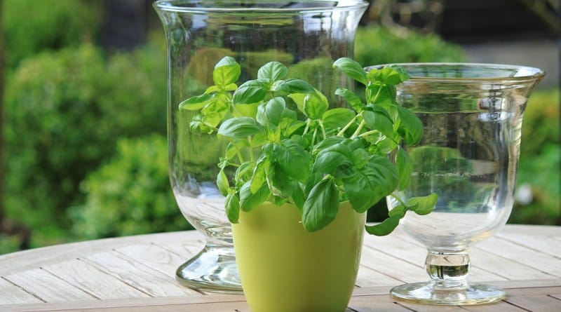 Sveža zelišča v vašem domu