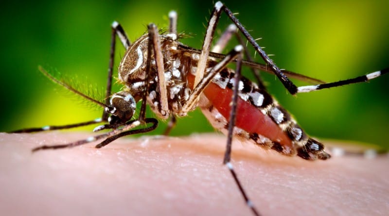 Virus zika - vse, kar morate vedeti o tem pošastnem virusu