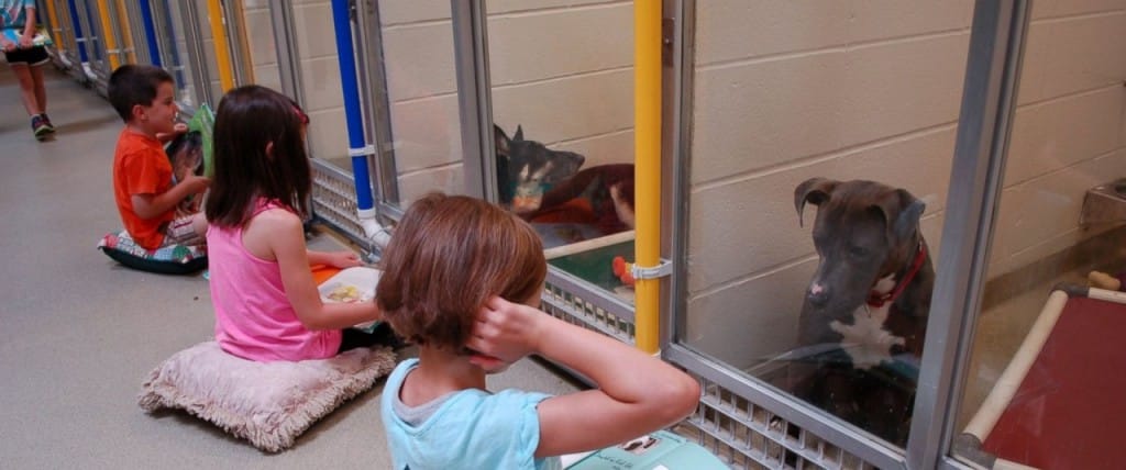 Otroci v zavetišču berejo plašnim psom - rezultati so odlični