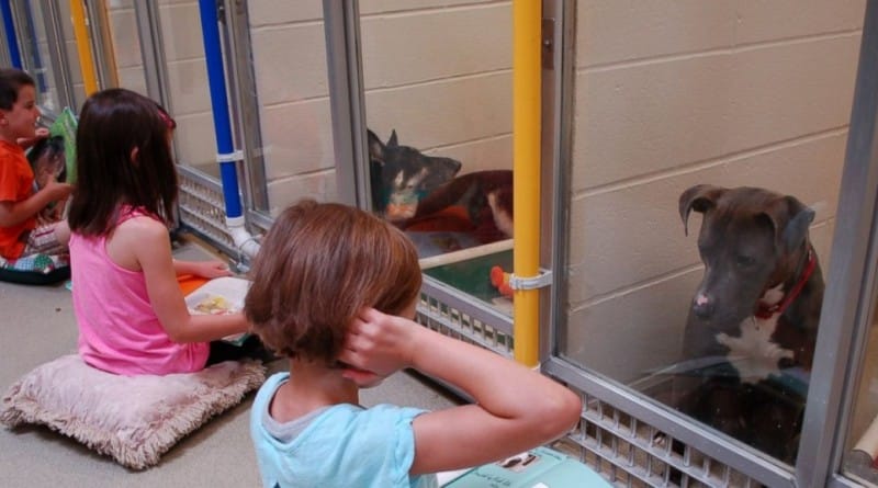 Otroci v zavetišču berejo plašnim psom - rezultati so odlični