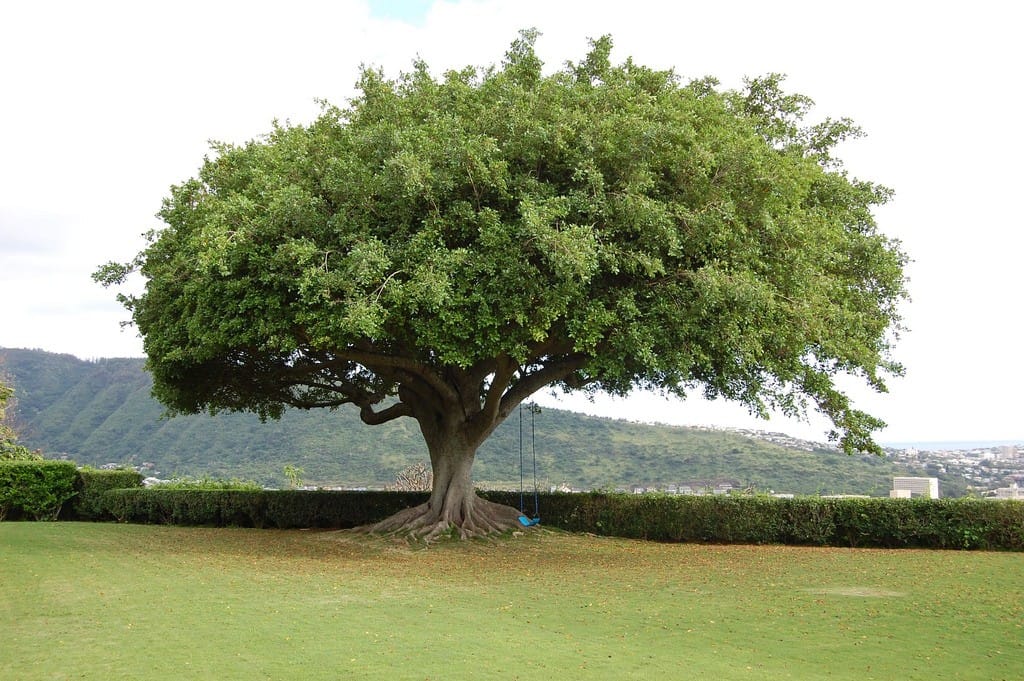Poučna zgodba - radodarno drevo