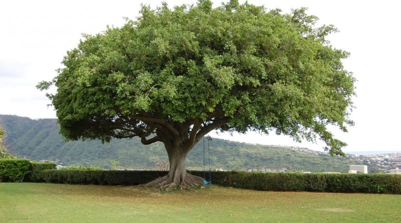 Poučna zgodba - radodarno drevo