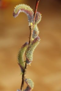 obcutljivost-proti-odpornosti-1