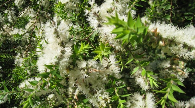 Olje čajevca – cela lekarna v samo eni steklenički