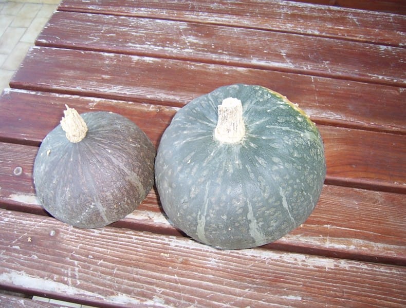 29. teden nosečnosti