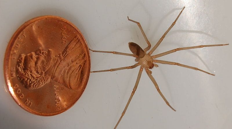 Piki in ugrizi žuželk - prepoznajte žuželko in njihove ugrize