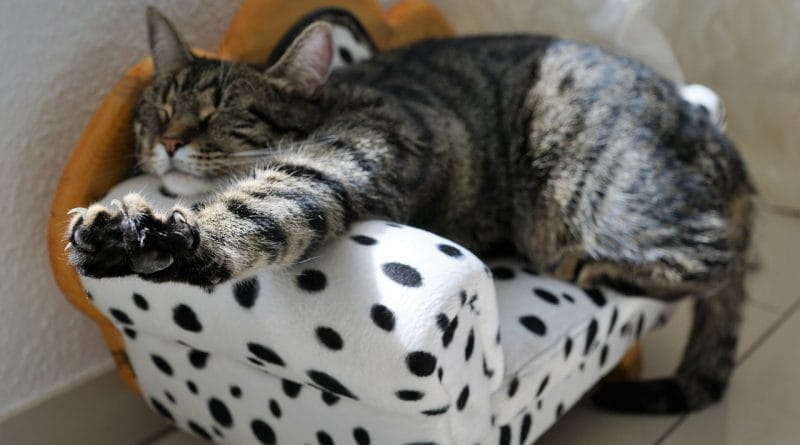 Bolezen mačje opraskanine - bartoneloza