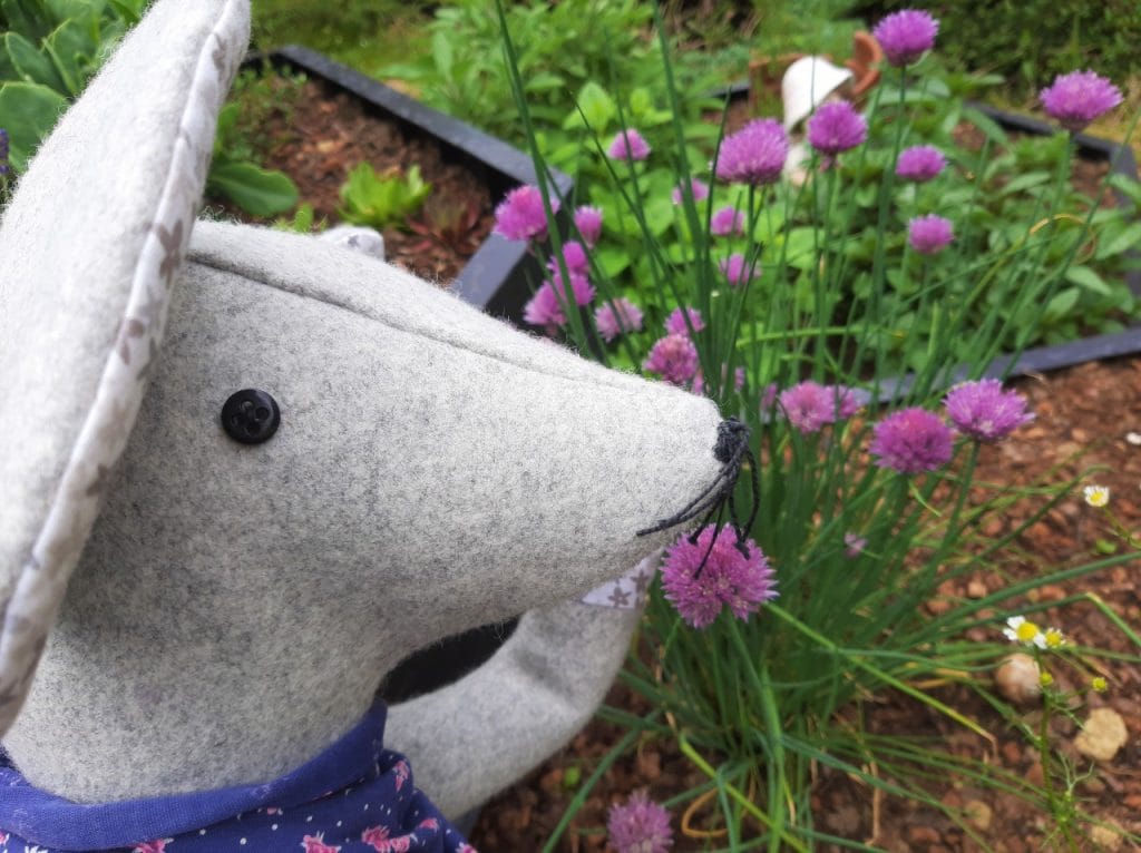 Čebelice, čebelice