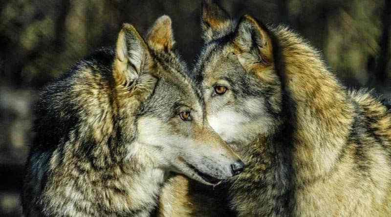 Ustvarjanje okolja brez vrstniškega nasilja