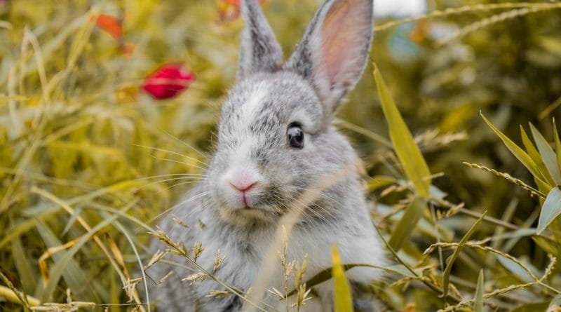 Zajčja mrzlica: Kaj je to in kako se z njo spopasti?